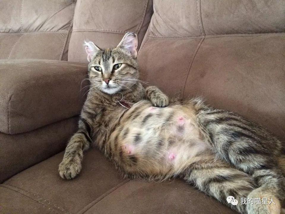 怀孕母猫的照顾和注意事项