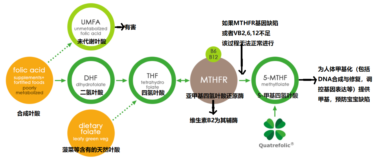 第四代活性叶酸可直接进入循环系统的高生物利用率叶酸