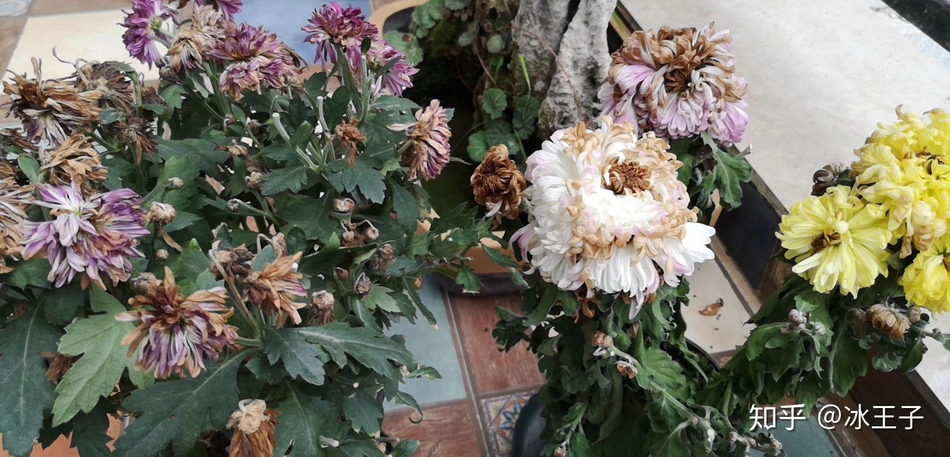 长相思61菊花残