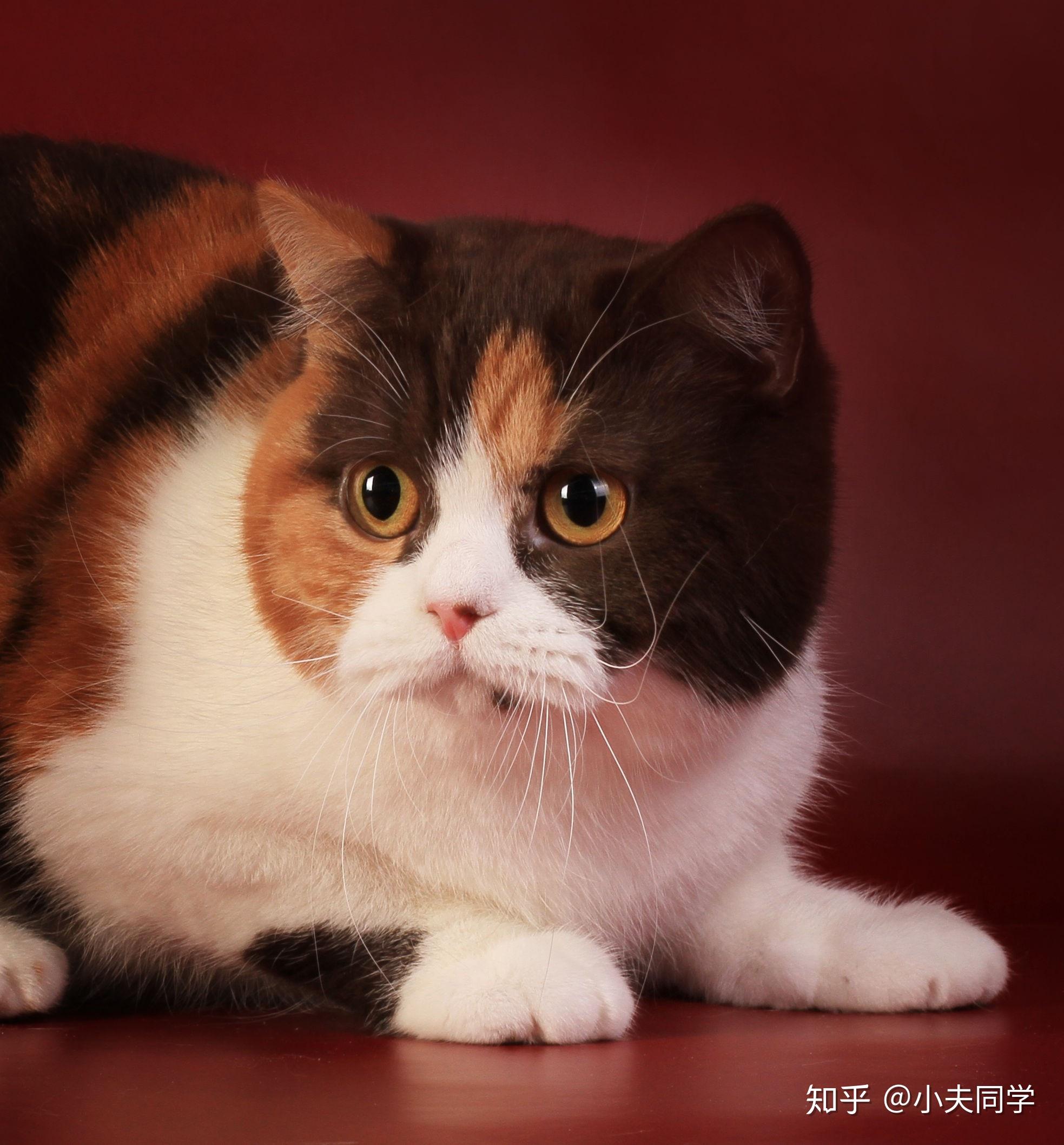 俄罗斯accordance猫舍:lady vera俄罗斯mirangel猫舍:ingrid俄罗斯mir