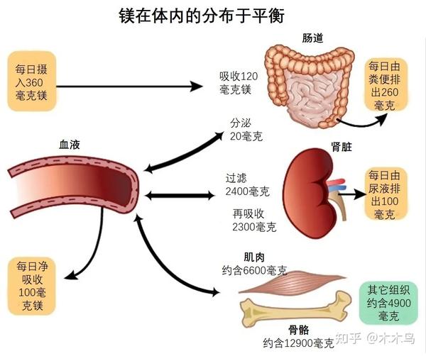 你需要了解的“镁中不足” （二）镁在人体中的重要作用，以及镁于钙相爱相杀的关系 - 知乎