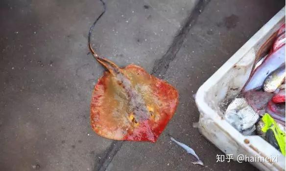 东海海鱼大全|东海经常能捕到的食用鱼,你都认识吗? - 知乎