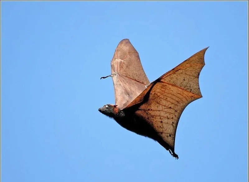 菲律宾这种长得像人型蝙蝠侠的超大蝙蝠能把人吓尿