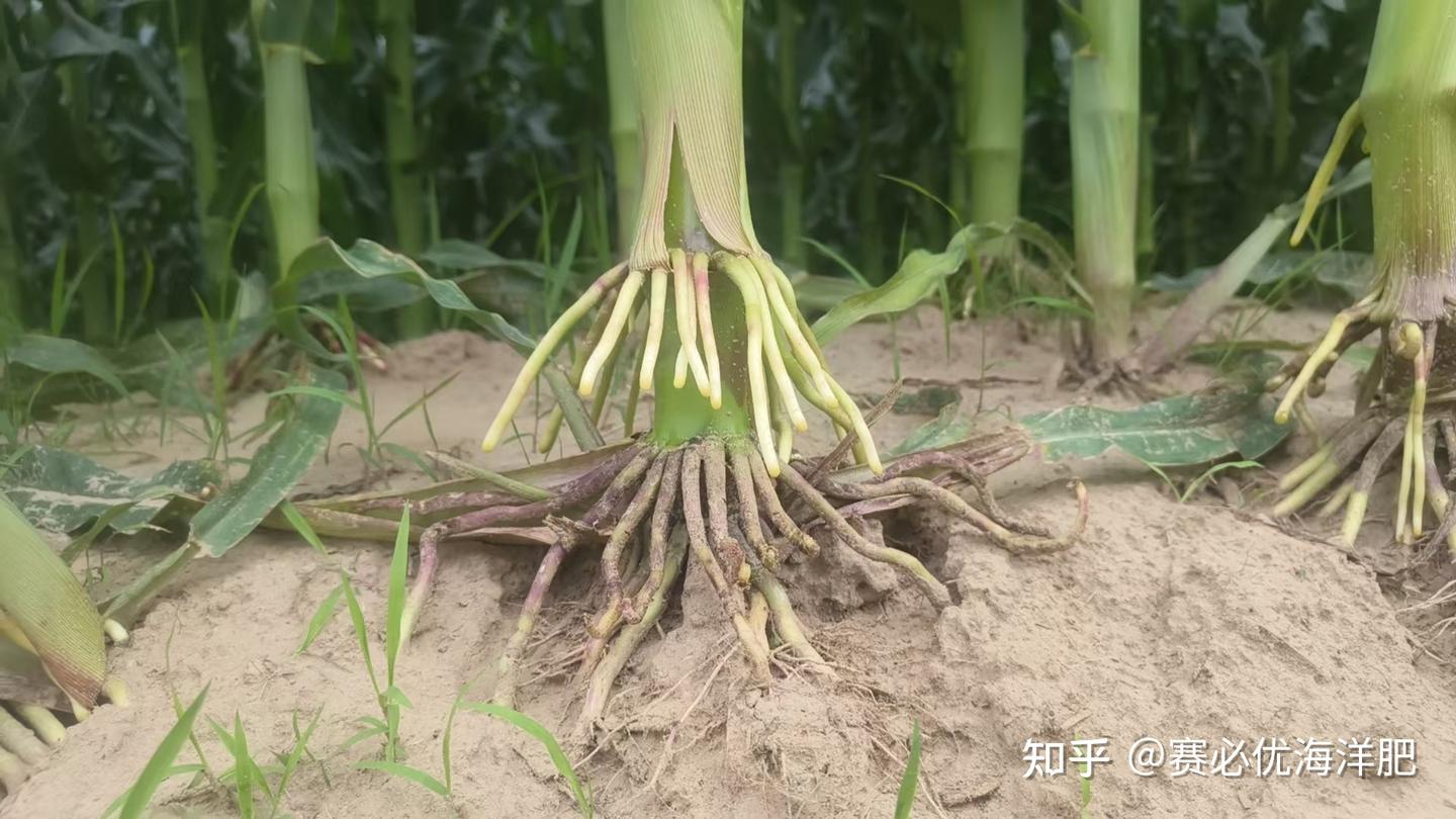 探秘作物根系:常见类型与独特特点全解析 - 知乎