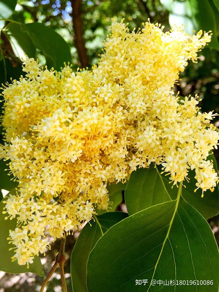 暴马丁香选育稀有品种:金园丁香 - 知乎