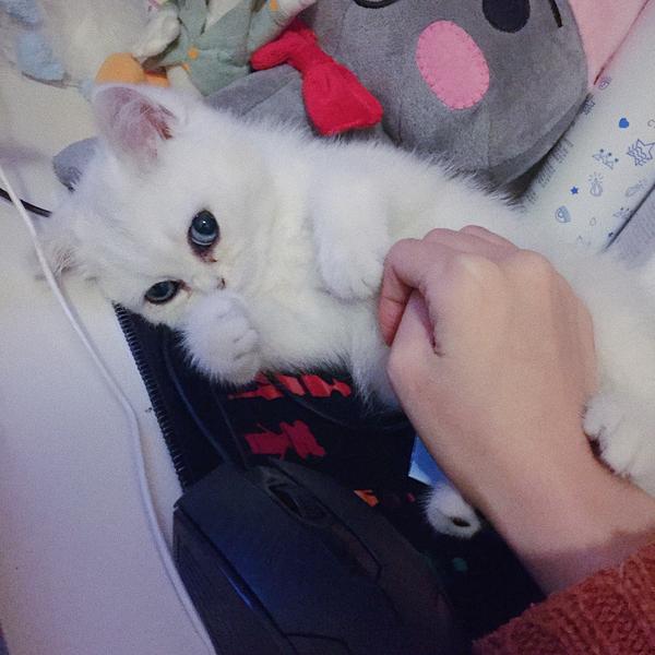 听说对着猫猫缓慢眨眼是表达爱意是真的吗 知乎