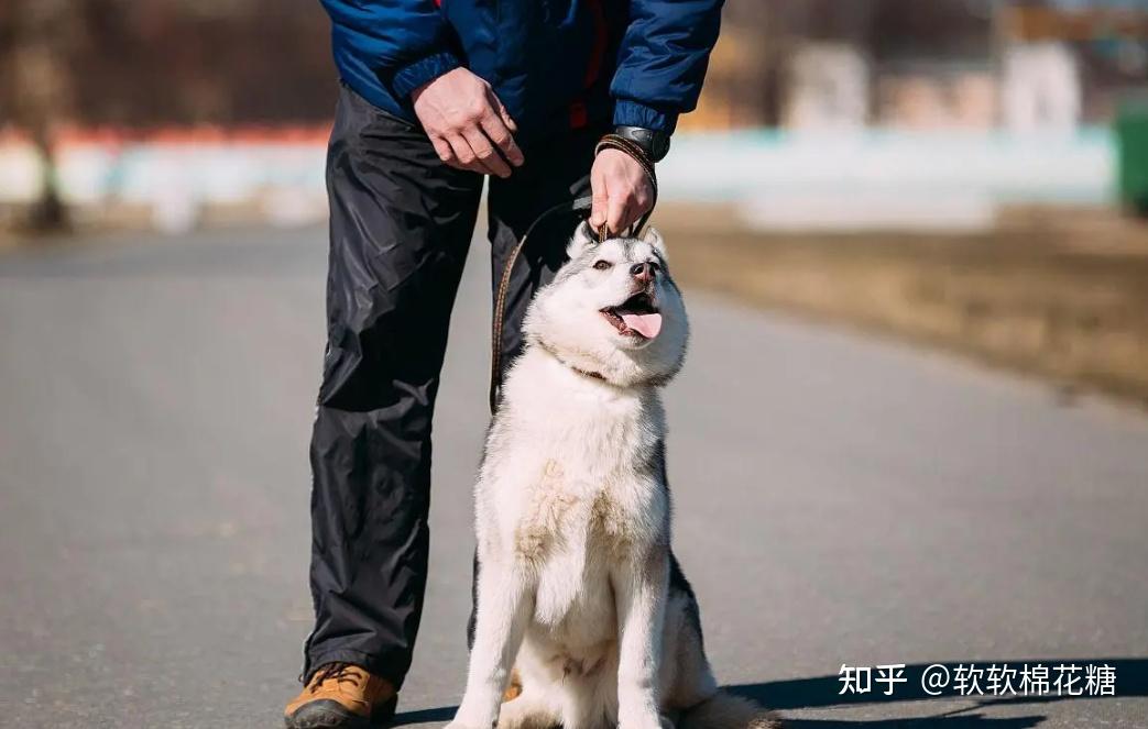 【直立式抱狗】很多人抱狗時,都喜歡用雙手卡住狗狗的雙腋下,然後將它