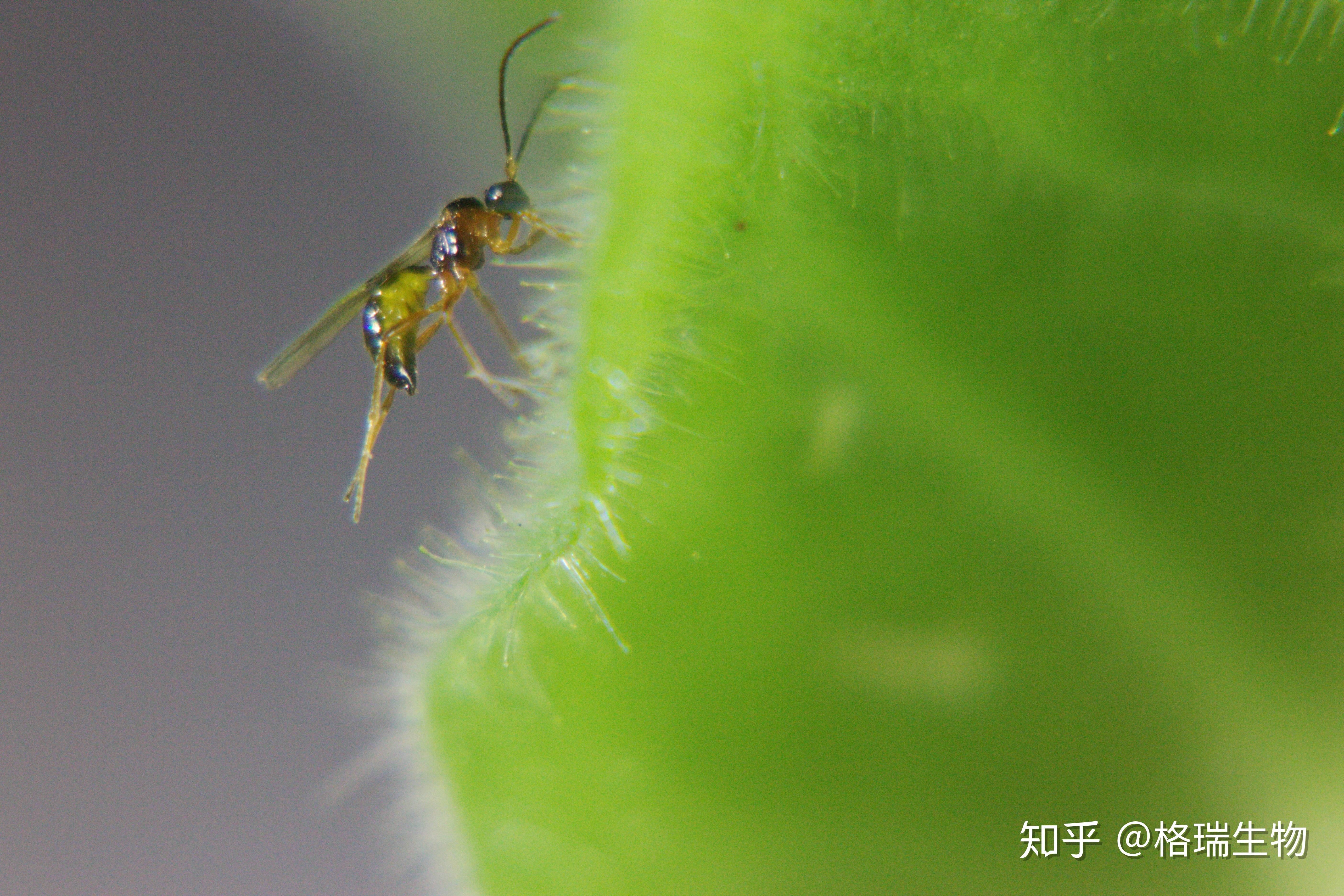 一只蚜茧蜂的诞生
