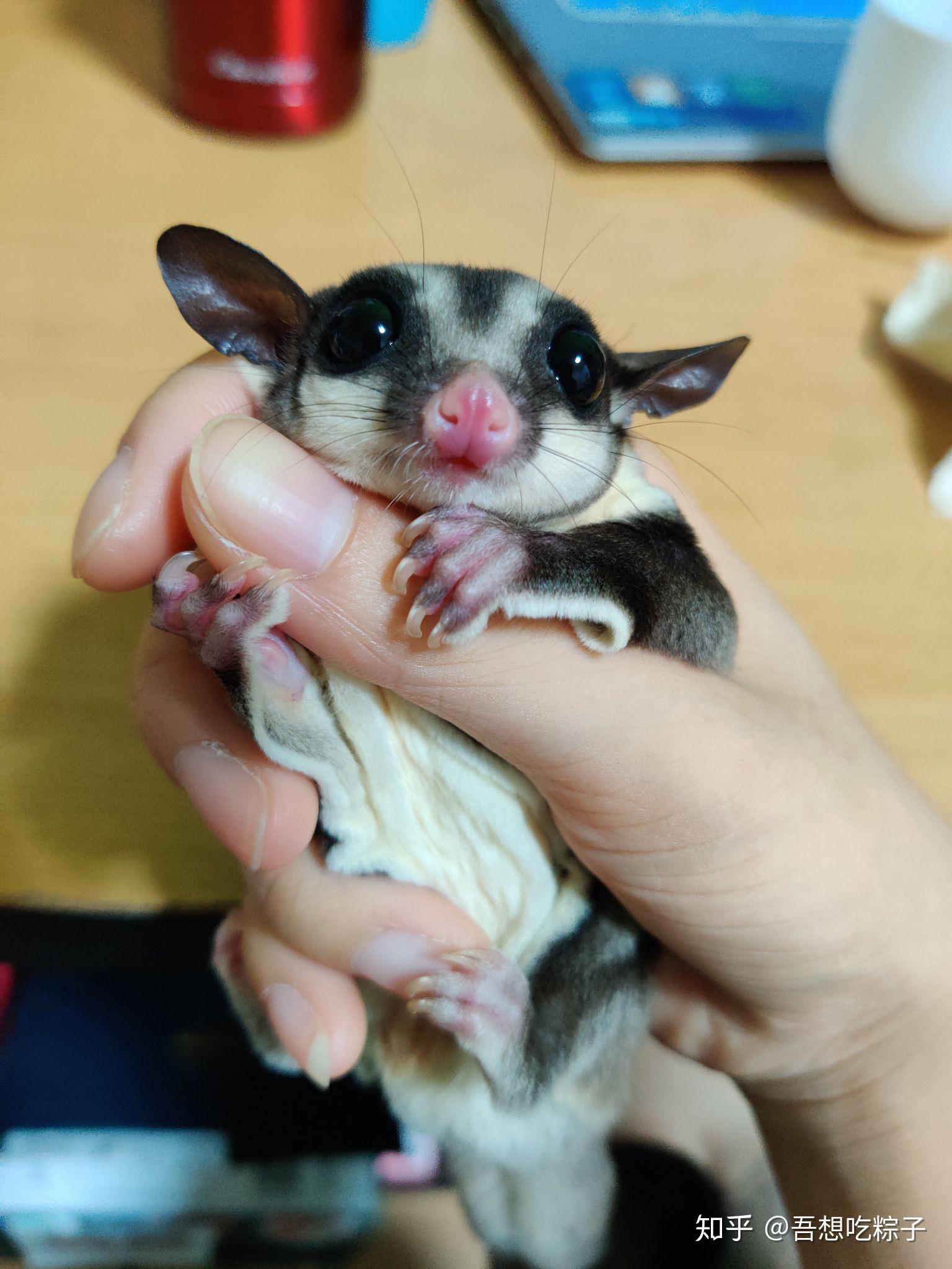 养一只蜜袋鼯是一种怎样的体验