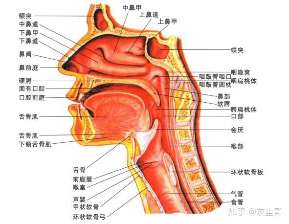 学唱歌直播教学指导群共鸣器官示意图声道中的喉腔,咽腔,口腔都是可以