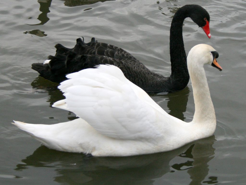 为什么黑天鹅和白天鹅不在一起嬉戏? - 知乎