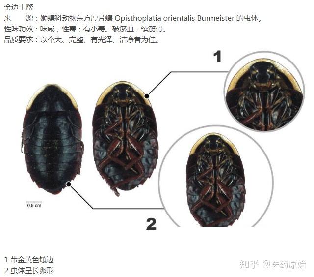 土鳖虫毒性图片