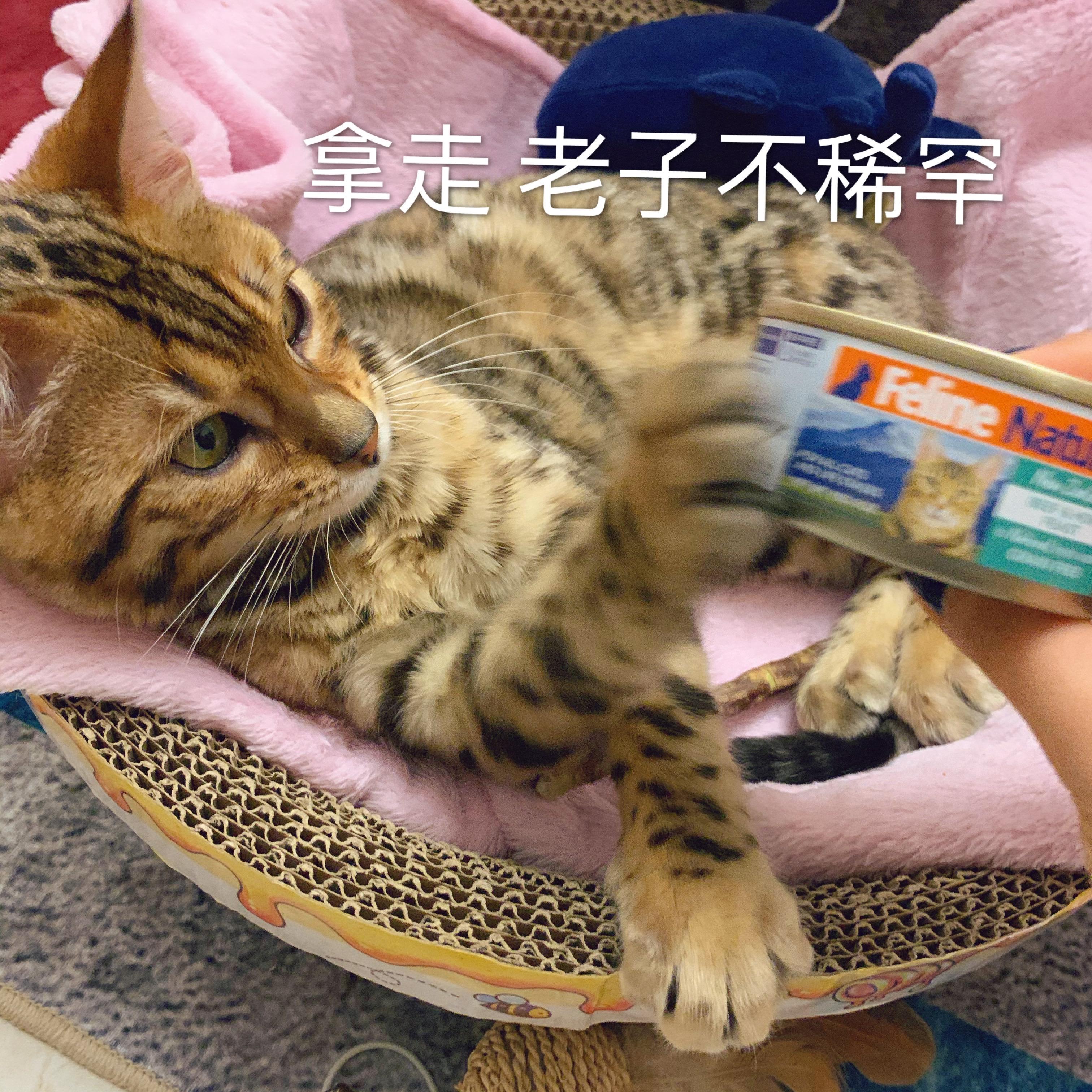 粘人的孟加拉豹猫到底长什么样子