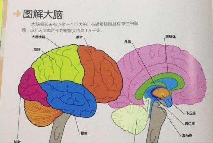 不仅仅是一个或两个组织,比如大脑中的杏仁核,在记忆的汇聚中起着重要