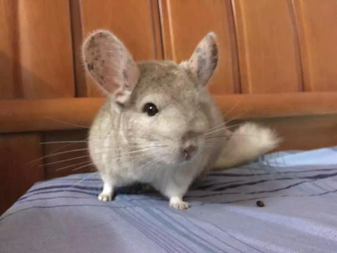 养龙猫是一种怎样的体验? - linchuling 的回答 - 知乎