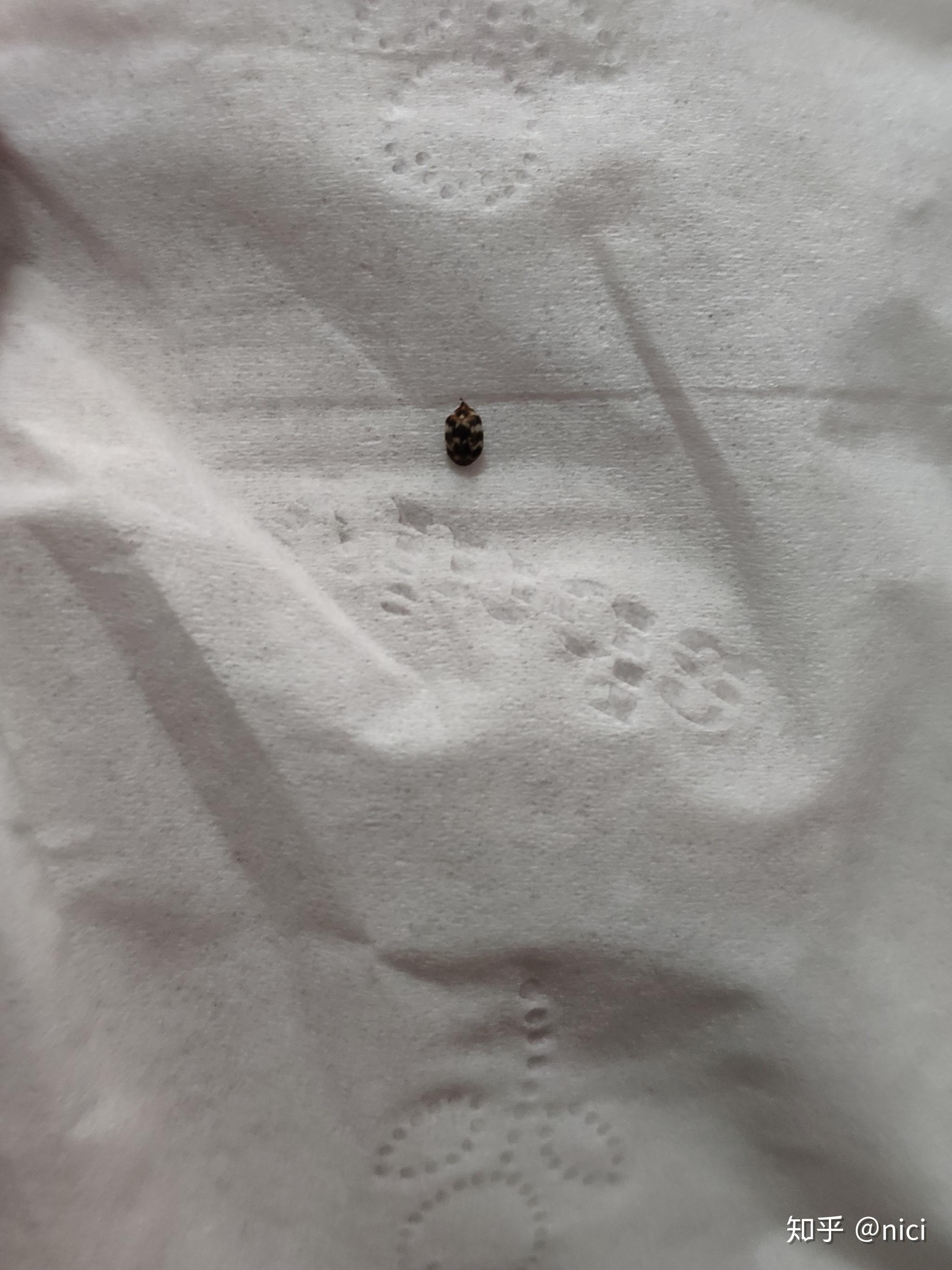 家中突然出现类似于瓢虫的小虫,请问是什么虫?