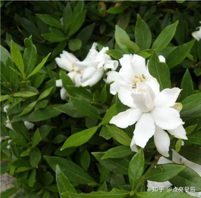 科普植物第二天【栀子花】 - 知乎