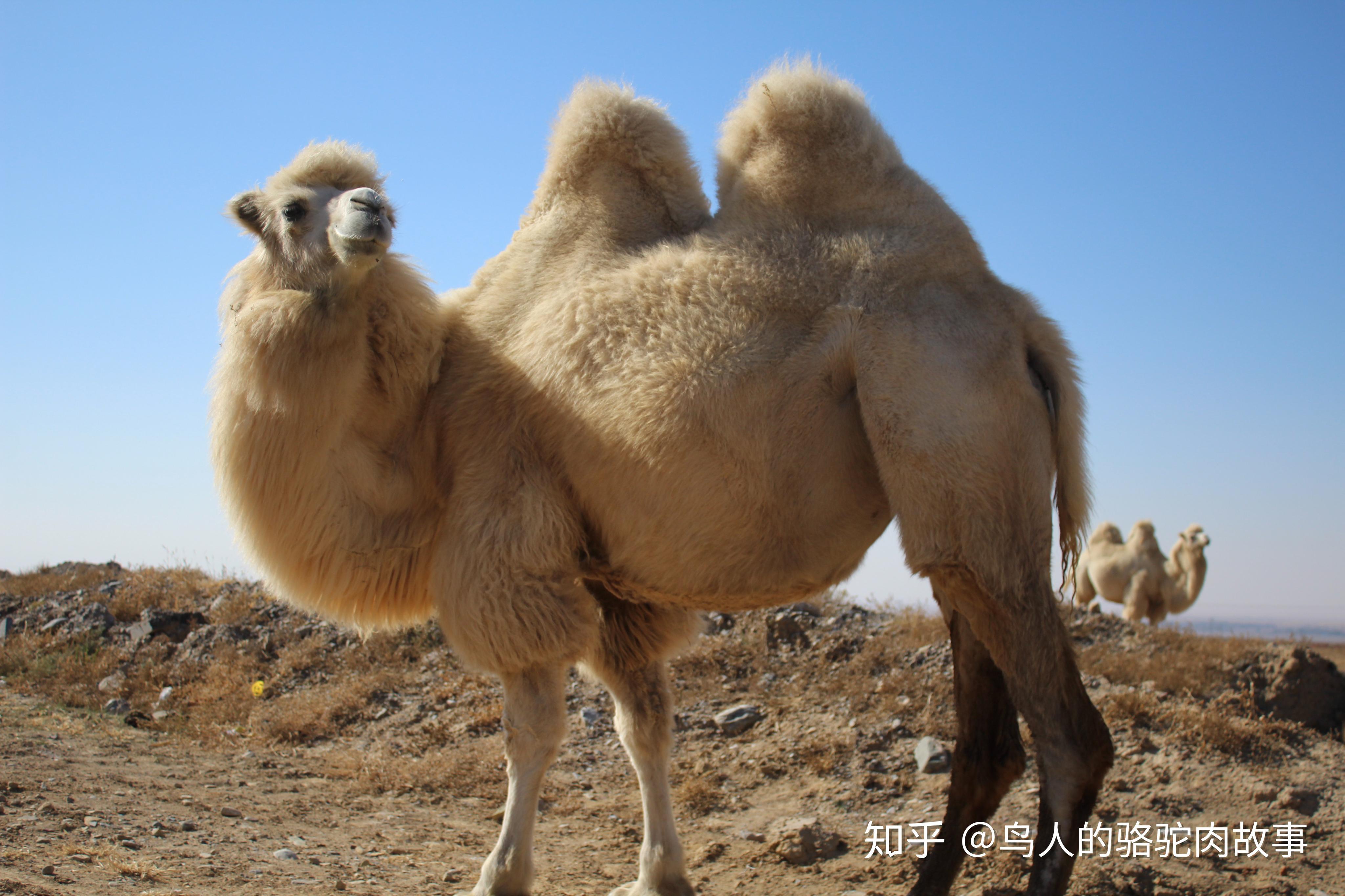 草原骆驼摄影图片-草原骆驼摄影作品-千库网