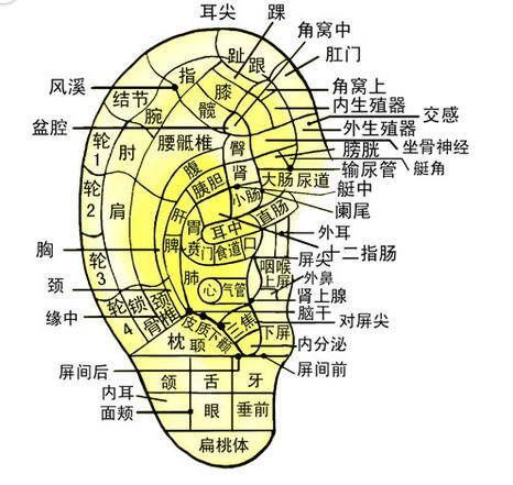 经常受失眠问题困扰的人,他耳朵上的神门穴就会有压痛.