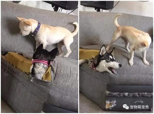 小男孩追撵小狗狗妈妈看到后霸气起身实力演绎护犊子