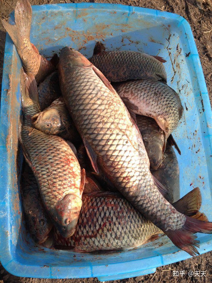 无鳞框镜鲤鱼裸斑鲤鱼的垂钓方法钓