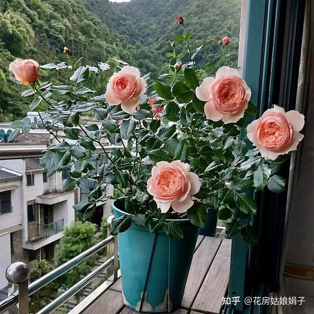 归纳了养花的10条养殖技巧,对栽培花卉有很大的帮助,在家轻松养 - 知乎