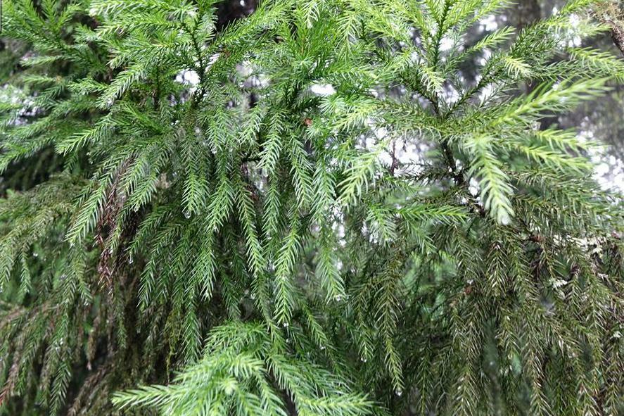 材用价值高的易危植物台湾杉