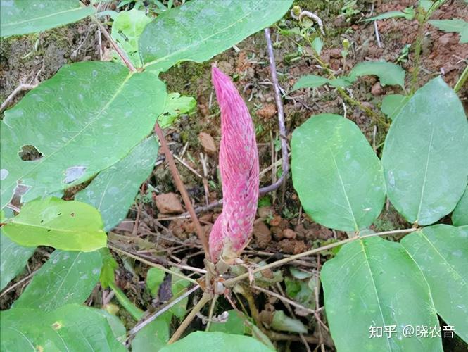 猫尾草的用途和价值? - 知乎