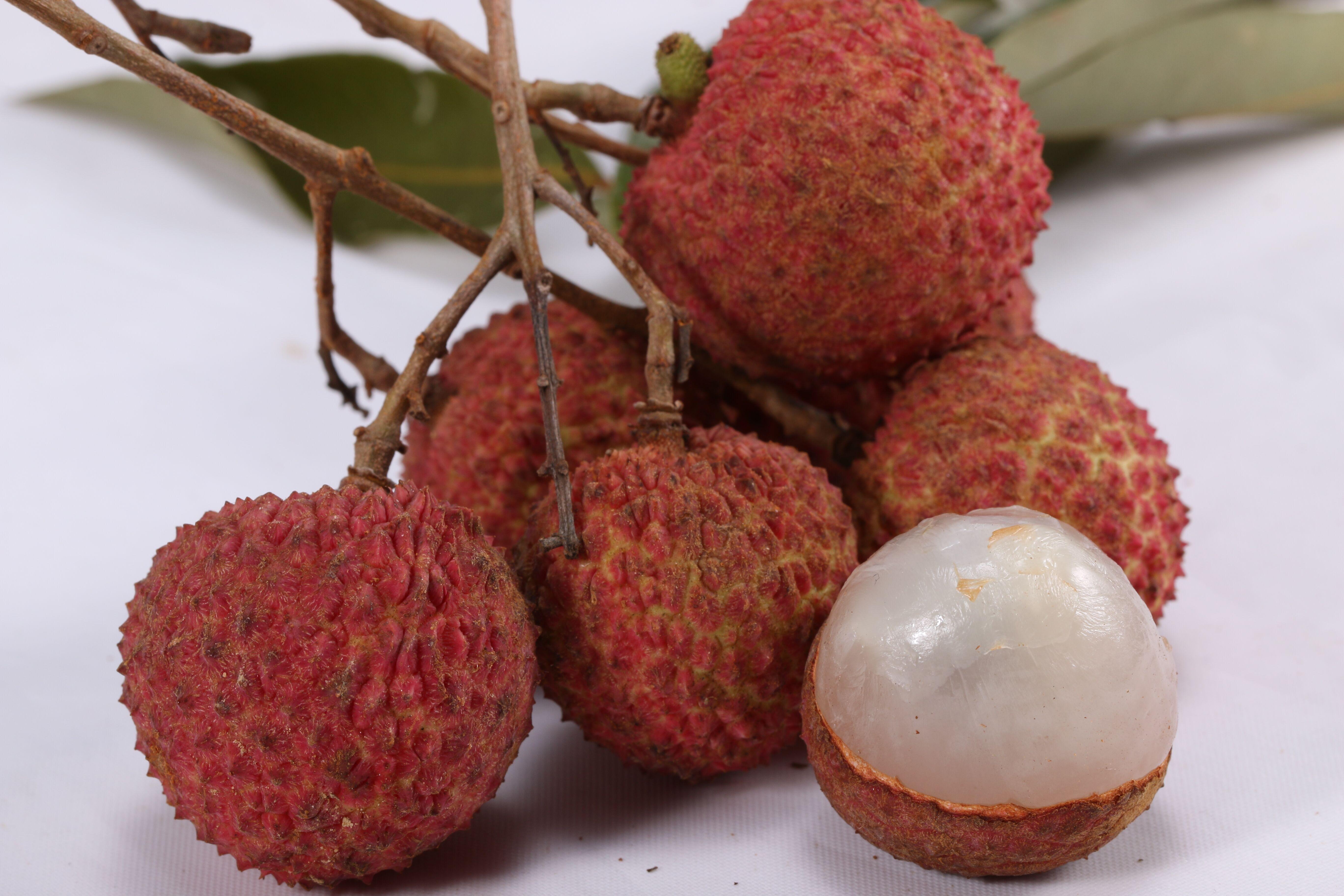 广西禾荔 - 知乎