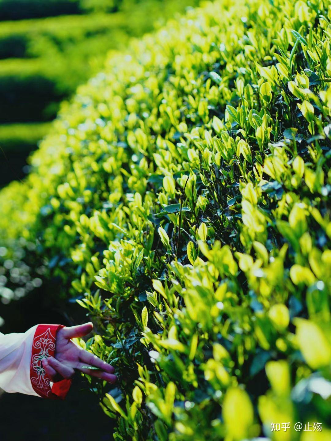 金骏眉茶树图片大全图片