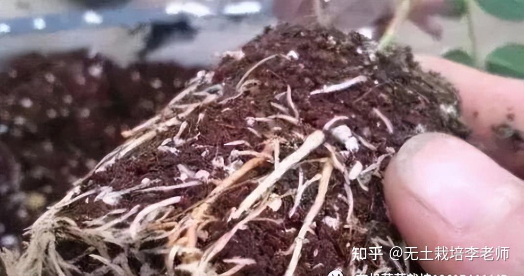 别让“生根剂”变“死根剂”!知道这7点,才能真正养好根 - 知乎