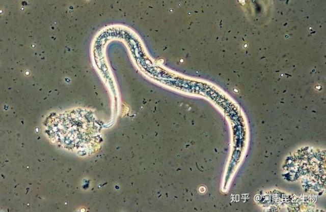 一,线虫各期的形态特征