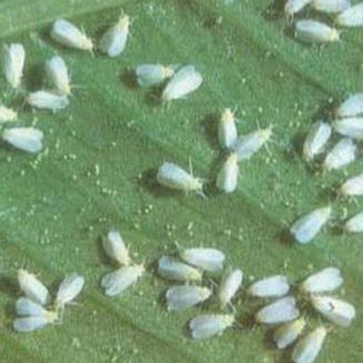 白粉虱发病及控制研究 - 知乎