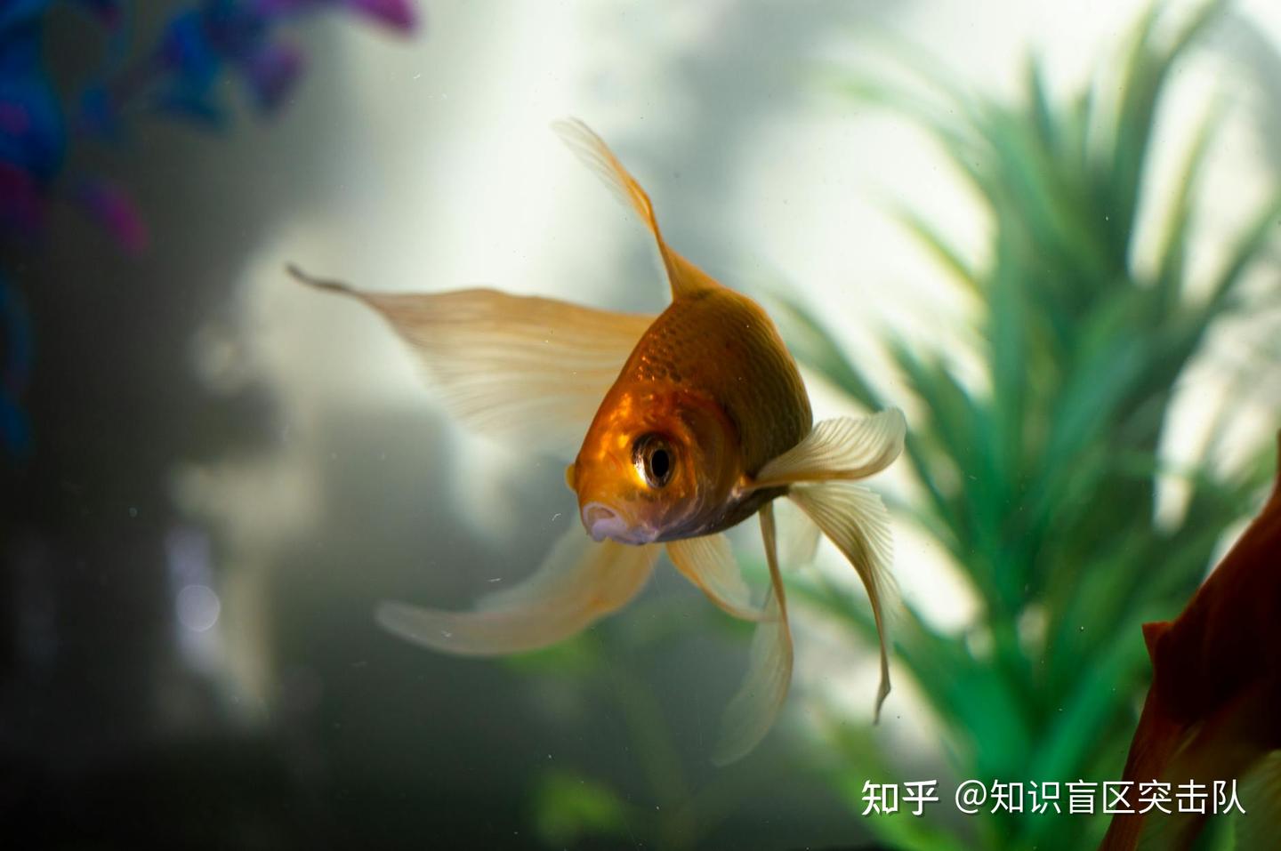 唐朝人吃口鲤鱼竟要挨板子? - 知乎
