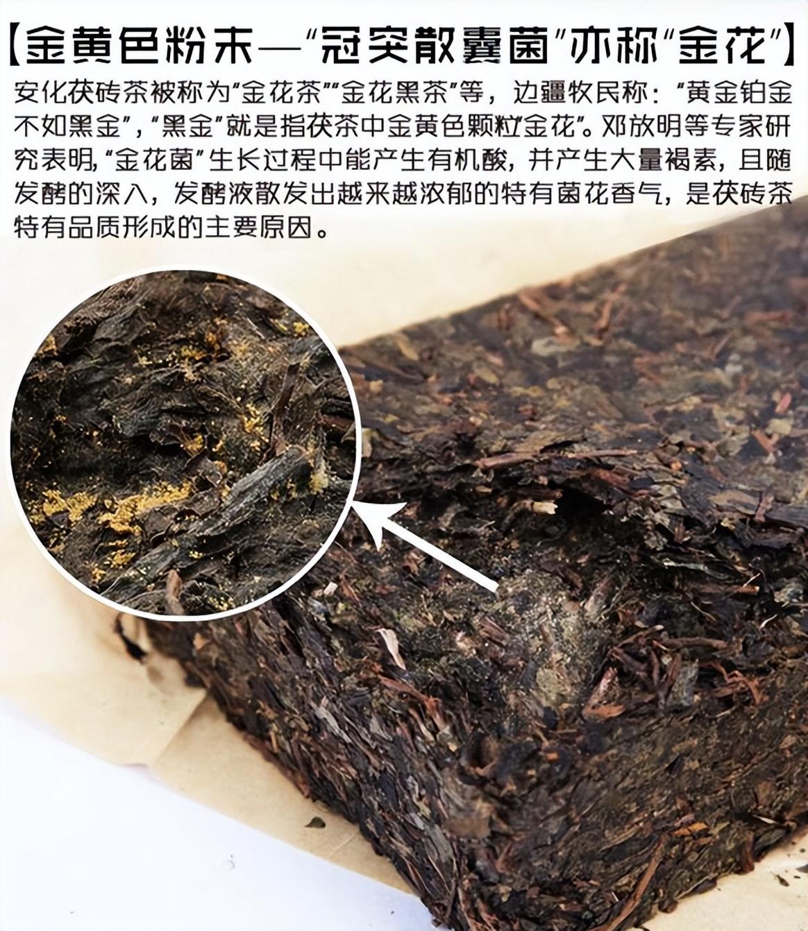 黑茶金花是什么东西图片