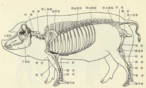 猪会不会崴脚呢