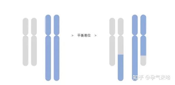 染色体易位携带者及家庭需要知道的事 - 知乎