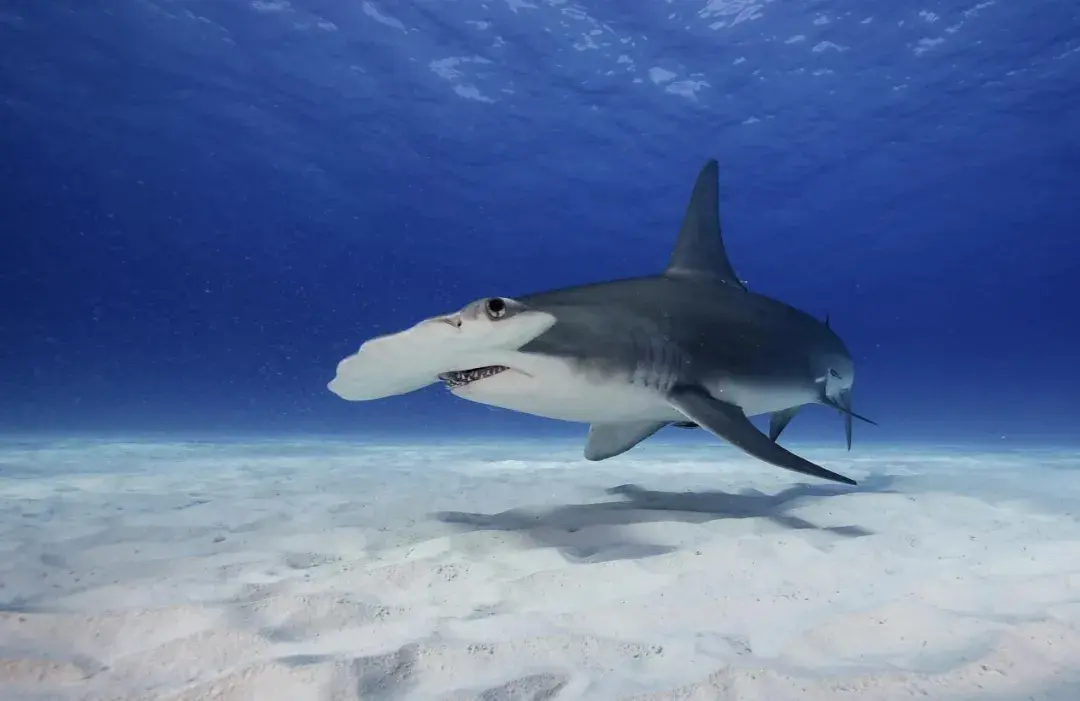 无沟双髻鲨等大型鲨鱼的存在标志着一处生境的健康运转.