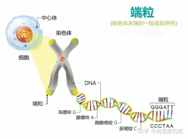 端粒长度决定人的寿命长短?如何延长端粒,科学对抗衰老 - 知乎