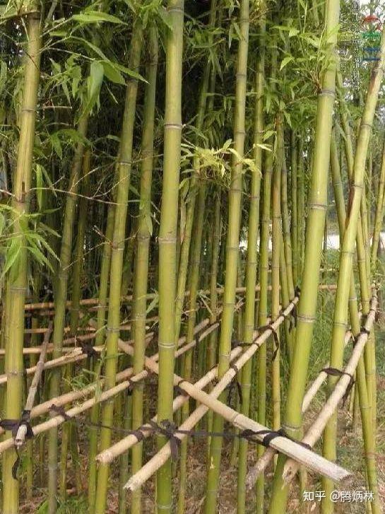 竹子有自强不息,顶天立地的精神,关于竹子的古诗句,值得收藏! - 知乎