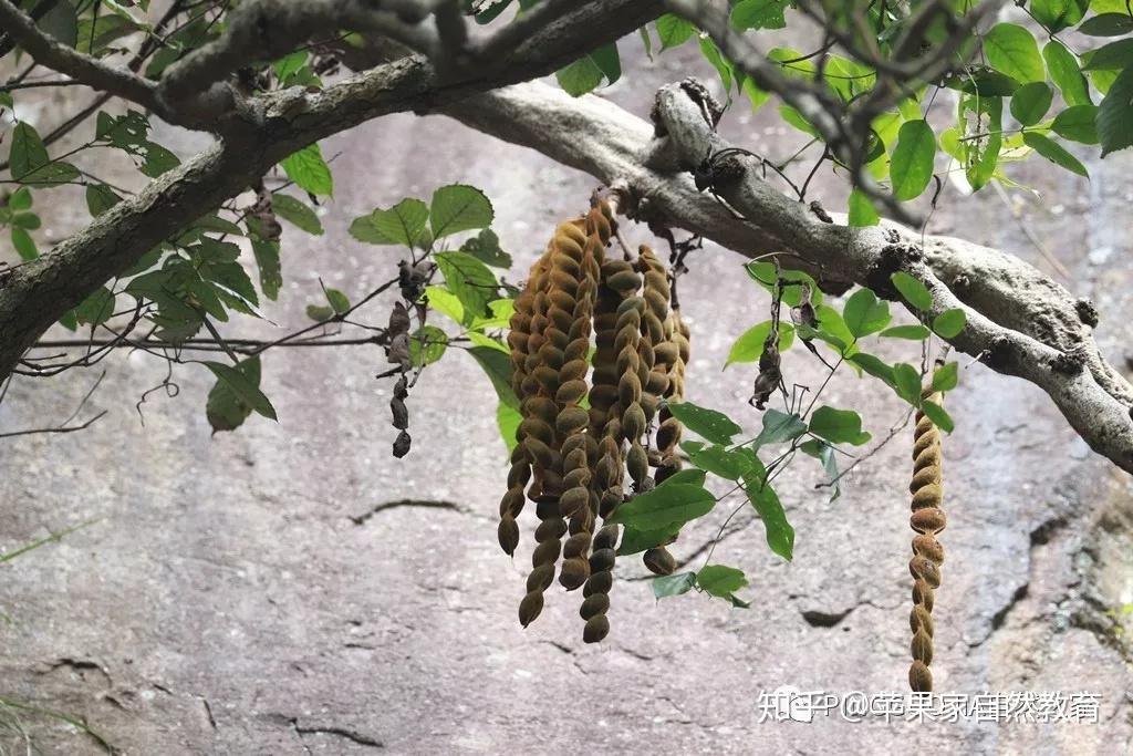 常春油麻藤,它的豆荚硕大,看到它立马让我想到了榼藤那巨大的长豆荚