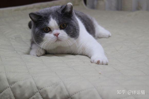 猫咪甲状腺机能减退症状及治疗方法- 知乎