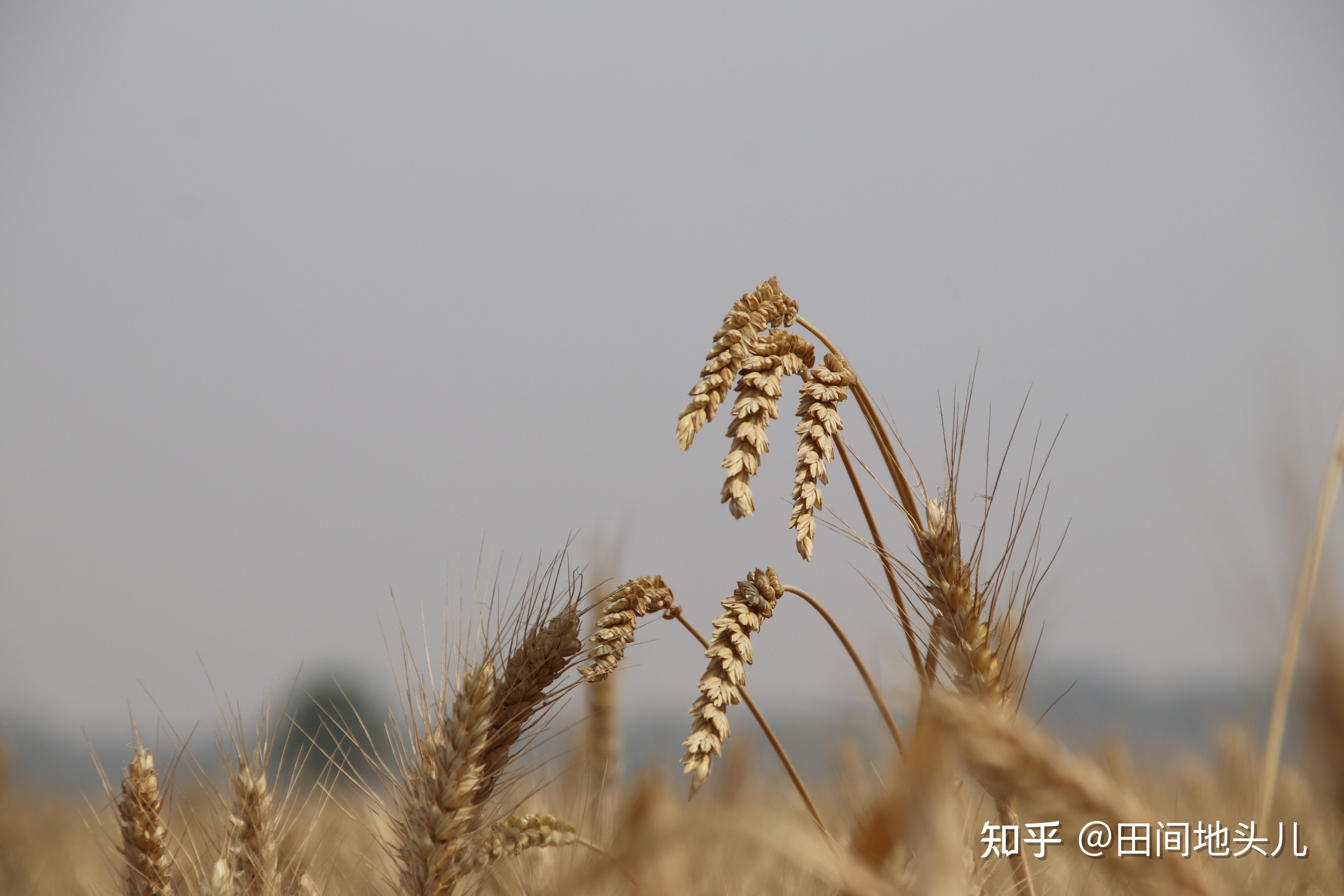 v2-6360486aeb683779a65eff508f88caa2_r.jpg