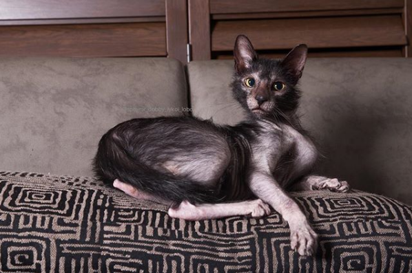 吸猫大会狼人猫lobo