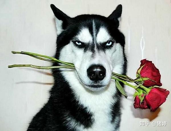 狗狗品种及图片 知乎