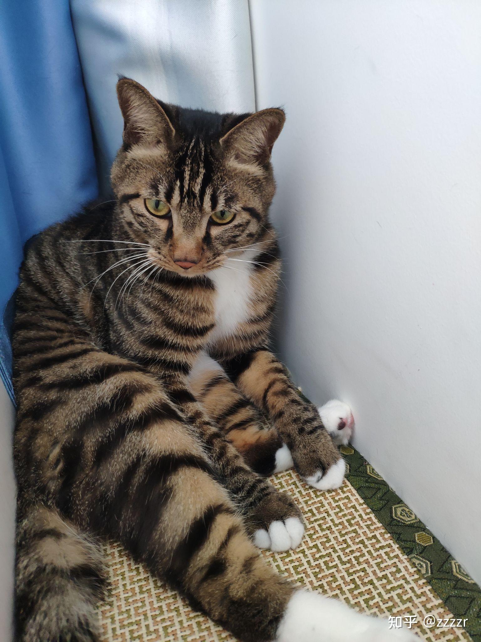 白餐巾白手套的狸花猫能有多漂亮? - 知乎