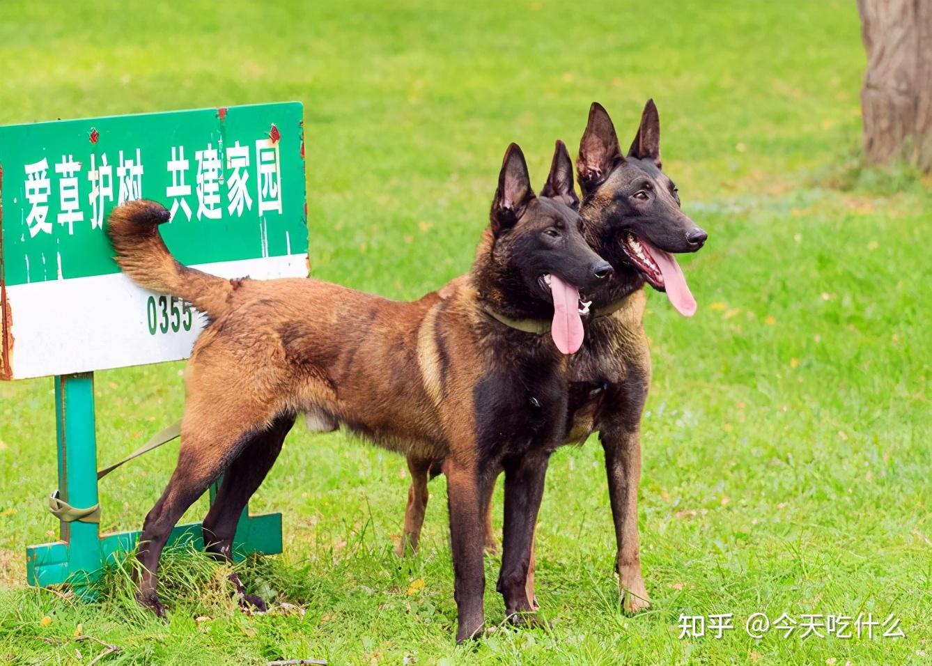 马犬,一种让人“又爱又恨”的狗! - 知乎