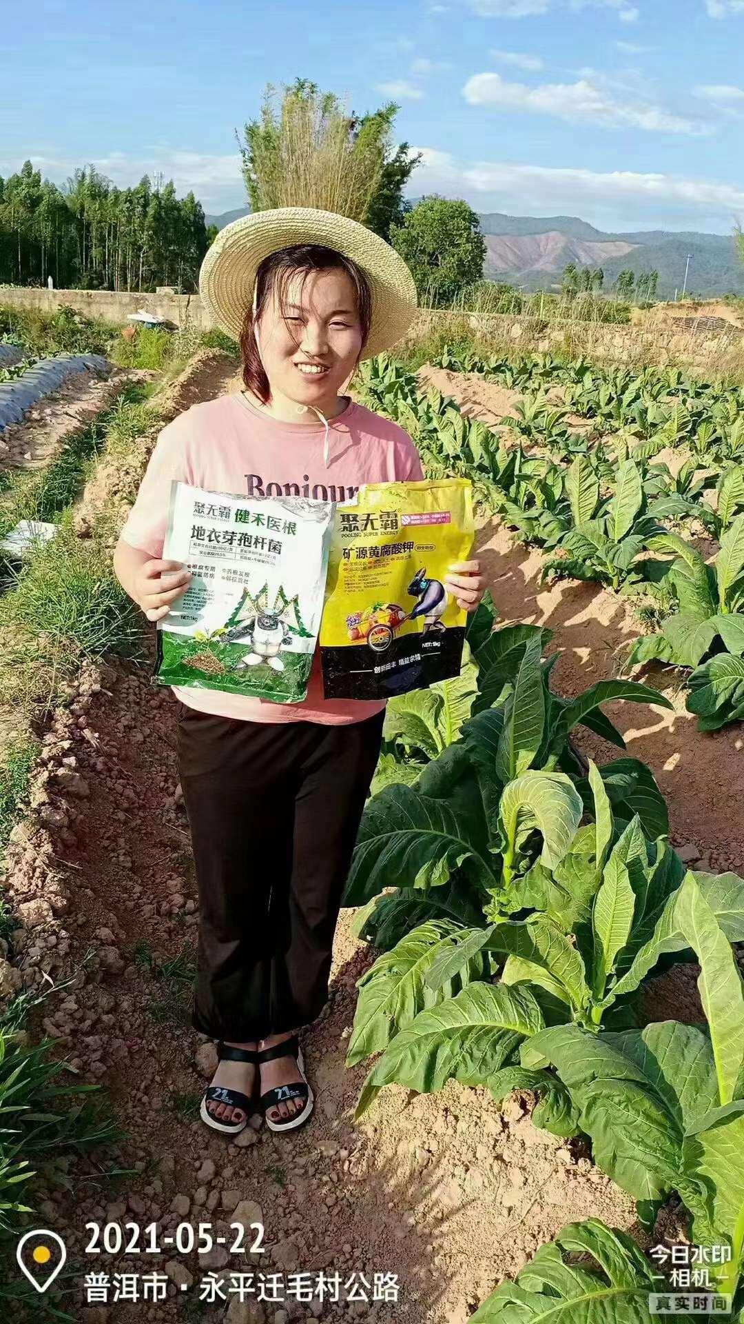 烟草根腐病防治的最好杀菌剂烤烟根腐病用什么药灌根好