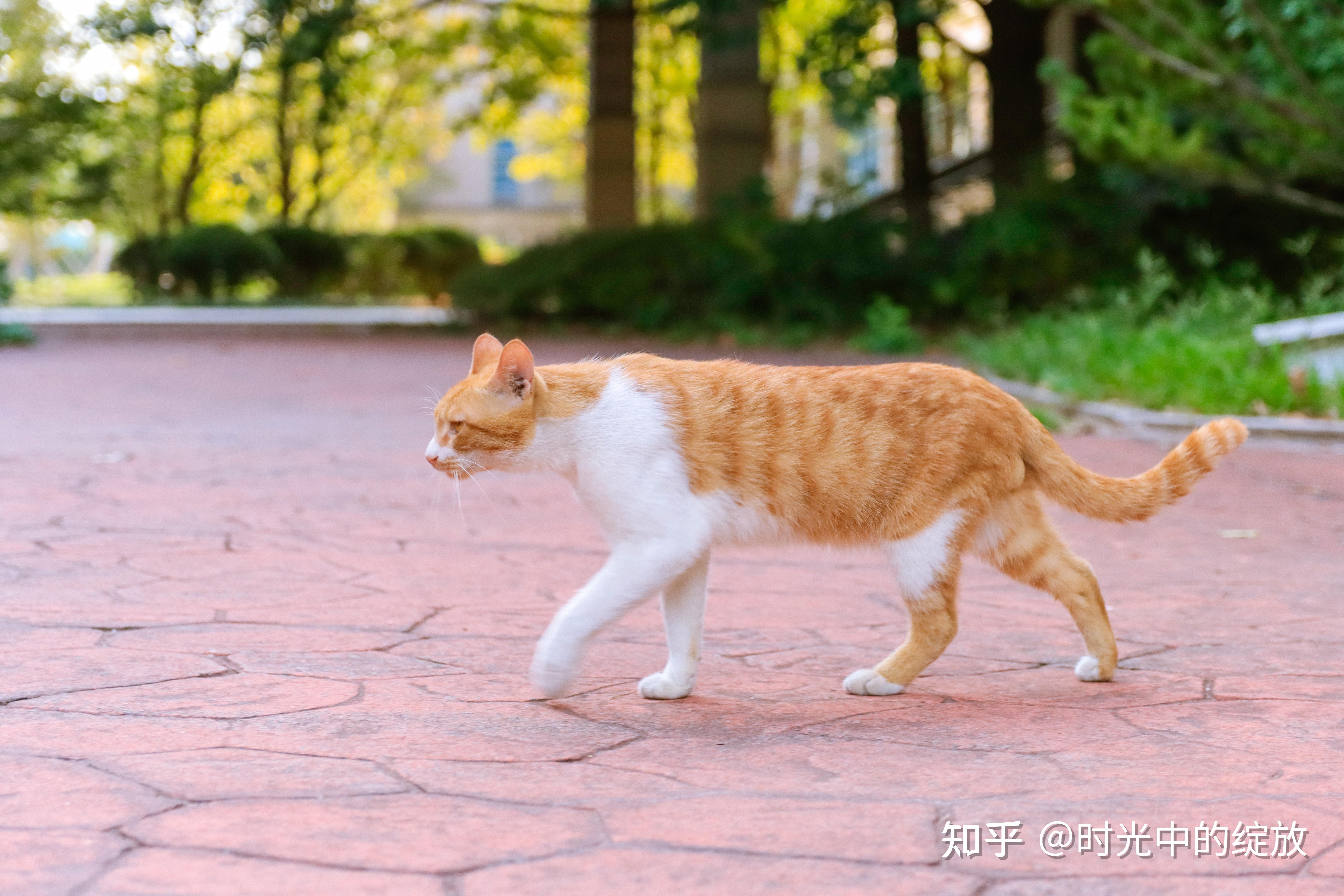 貓奴必看中外貓咪品種大全附精美劇照