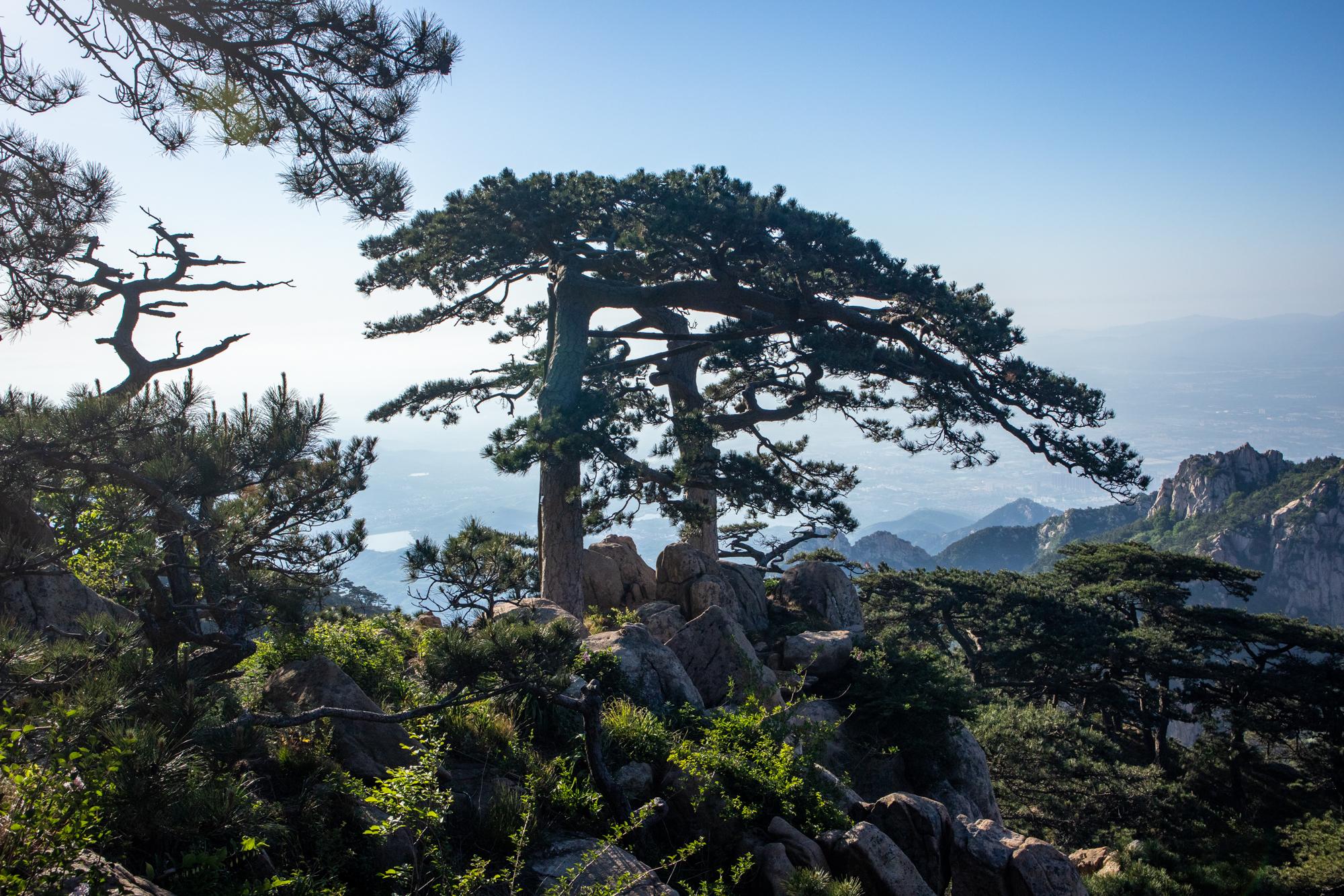 姊妹松南侧山岗也有许多古松,但要过去的话,势必要经过姊妹松,这边有